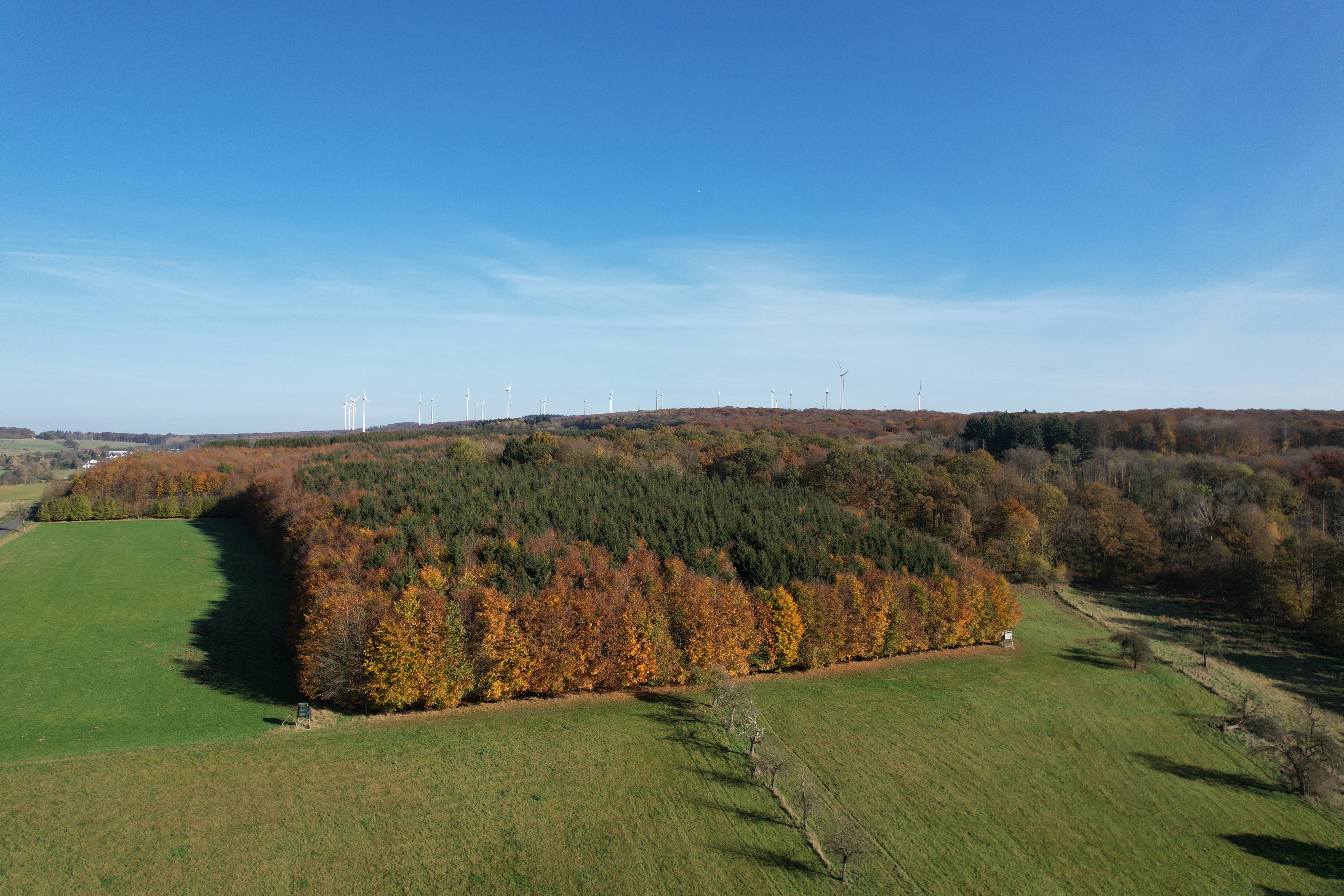 Wald